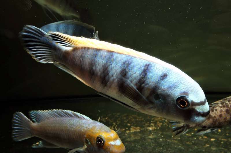 Labeotropheus fuelleborni 'Ikwasi'